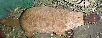 Ornitorrinco, raro, raro, raro Ornitorrinco australiano