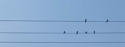 Música gratis en el cielo Pájaros en los cables de la luz