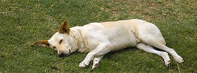 No molesten, plis Perrito en su siestecita