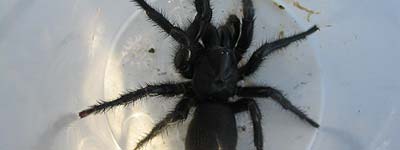 Tarántula, o lo que sea esto Tarántula, o lo que sea esto