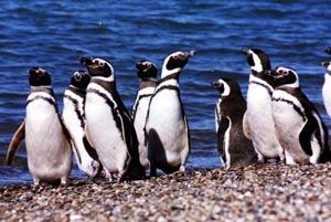 pinguinos.jpg
