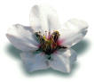 flor.jpg