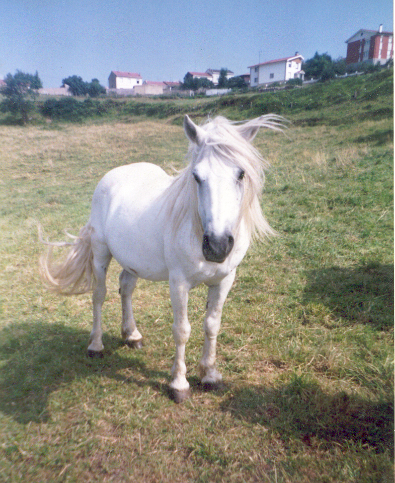 caballo.jpg
