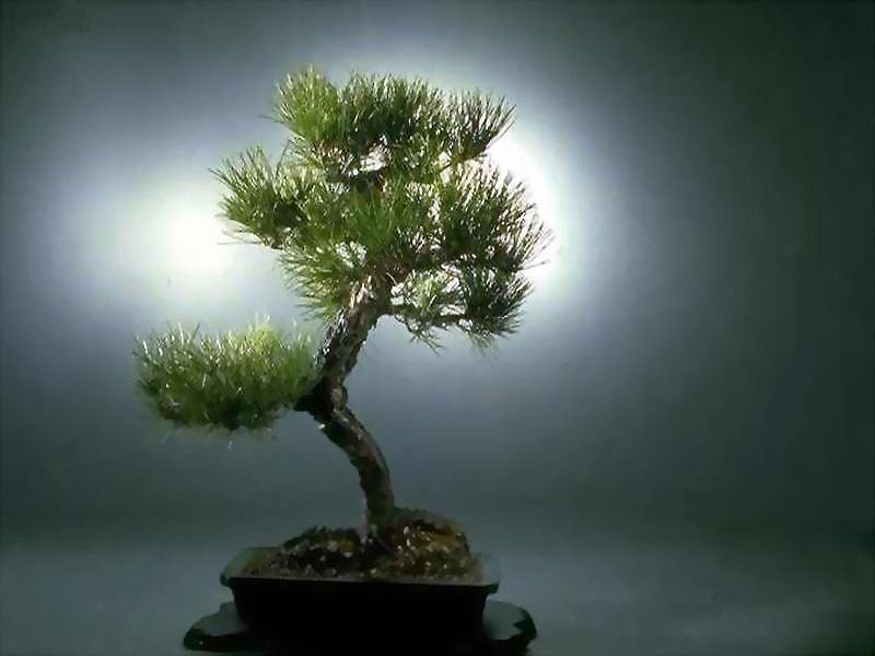 bonsai.jpg