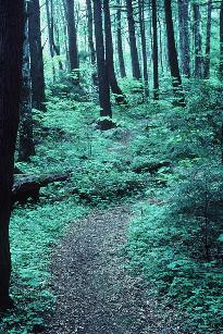path.jpg