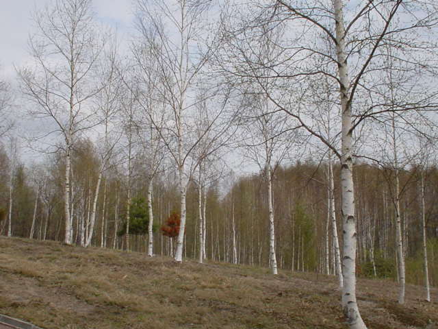 trees1.JPG